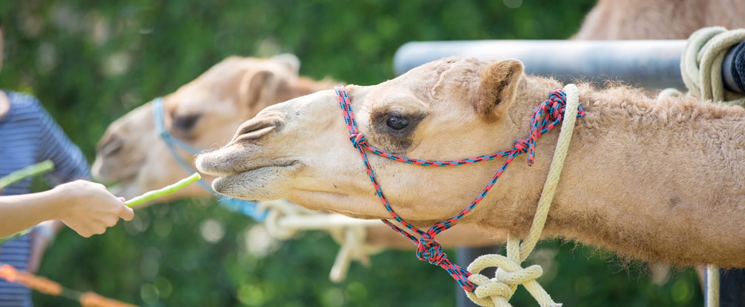 Does A Camel Have Two Humps Or One / How many stomachs does a camel